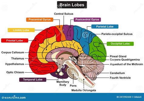 Lobes Of The Brain Diagram 