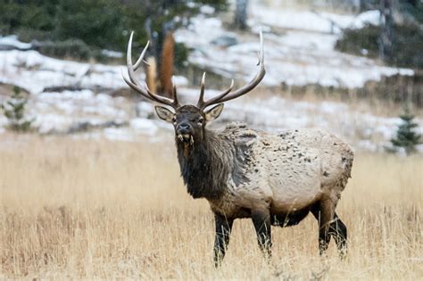 Elk With Head Lifted Stock Photo Download Image Now Animal Animal