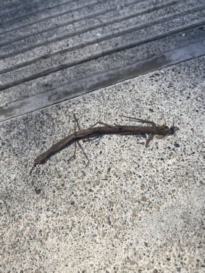 Indian Walking Stick Walking Waterhoods Strawberry Creek — Uc