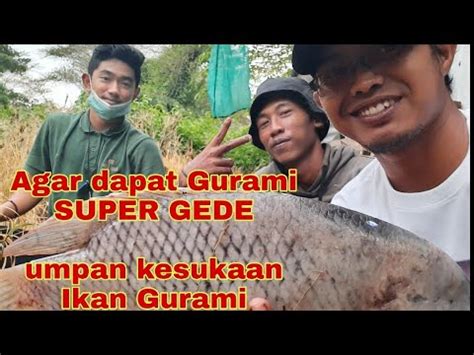 Bisa Mancing Dapat Ikan Gurami Babon Langsung Tanya Umpannya Pada