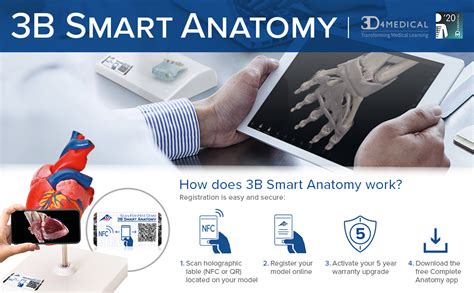 3b Scientific K32 Dual Sex 6 Part Urinary System 3b Smart Anatomy Industrial