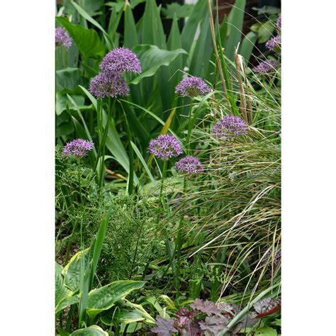 Allium Violet Beauty (Stipitatum) Bulb | Peter Nyssen | Buy Flower