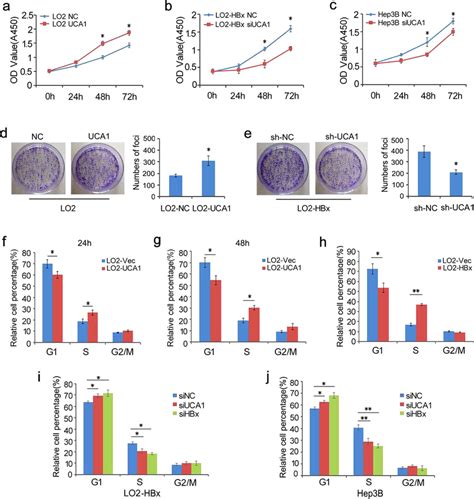 The Role Of Uca In Cells Proliferation And Cell Cycle In Vitro Cell