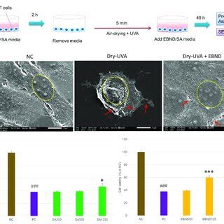 Effects Of Ebnd And Sa On Air Drying And Uva Induced Cellular Membrane