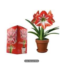 Cz Grain Pre Potted Amaryllis Flower Great For Christmas Mode En