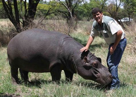 Pet Hippo Kills His Owner (9 pics) - Izismile.com