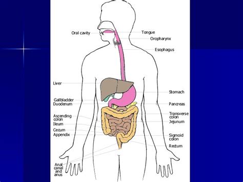 Organ system overview