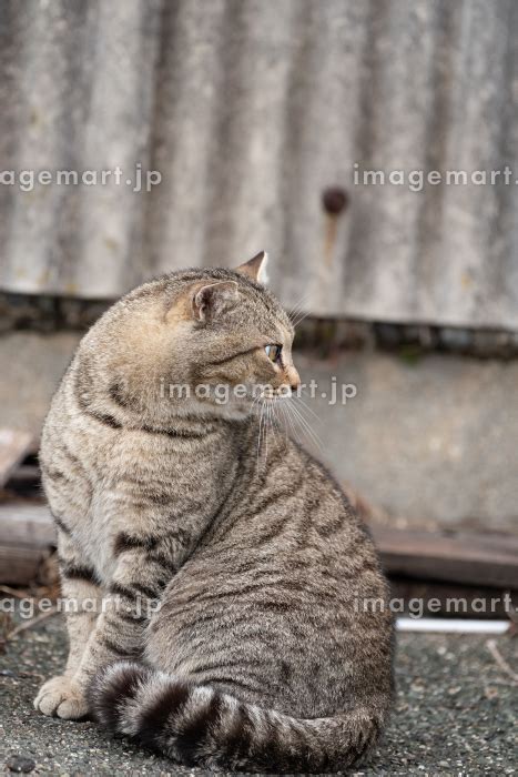 見つめる猫 キジトラ猫の写真素材 185059731 イメージマート