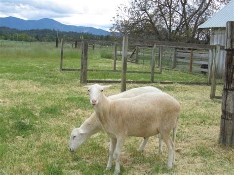 O'Brien's Family Farm: St. Croix Sheep