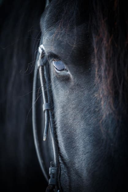 Premium Photo | Eye of friesian horse