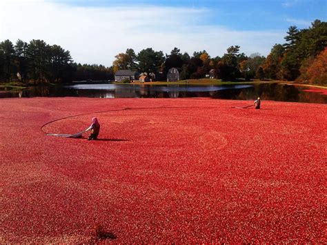 Cranberry Bog Tour, Massachusetts