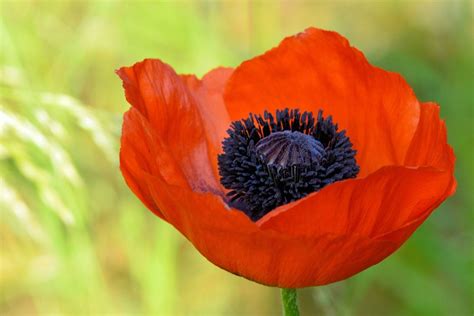 Klatschmohn Mohn Bl Te Kostenloses Foto Auf Pixabay