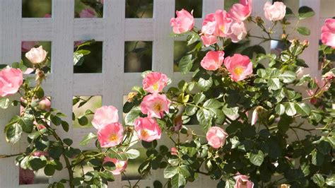 Try a planter box with trellis to increase backyard privacy | Homes ...