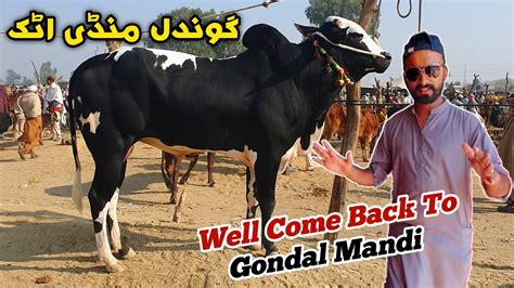 Today Gondal Mandi Latest Update December Domail K Fatehjangi