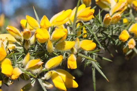 Close Up of Gorse in Bloom, New Zealand Stock Photo - Image of leaf ...