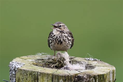 Details Meadow Pipit Birdguides