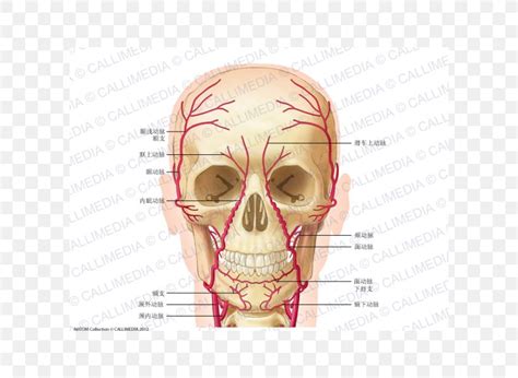 Supratrochlear Artery Anatomy Supraorbital Artery Supratrochlear Nerve ...