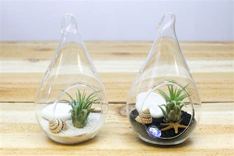 3 Complete Teardrop Beach Terrarium Kits With Air Plants Sand And Sea