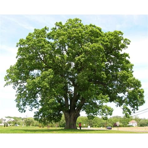 CZ Grain White Oak Live Tree - Walmart.com