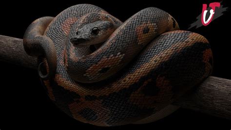 Ball Python 3d Model Ultra Realistic Freelancer