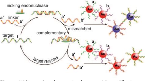 Figure 1 From Ultrasensitive And Selective Colorimetric Dna Detection By Nicking Endonuclease