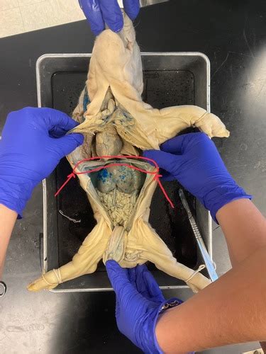 Fetal Pig Abdomen Lab Exam 2 Flashcards Quizlet