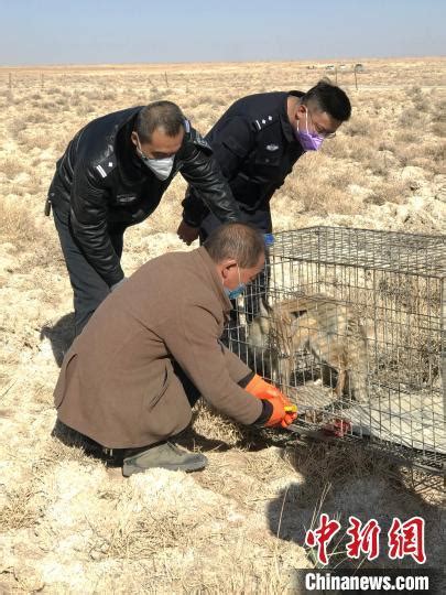 青海格尔木警方成功救助国家陆生野生动物沙狐