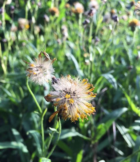 Meadow Arnica Truelove Seeds