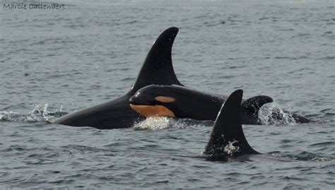 Passionate About Orcas Marcie Callewaert I Dont Have Any Of My ID