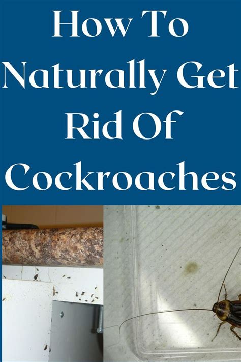 How To Get Rid Cockroaches Using Home Remedes Artofit