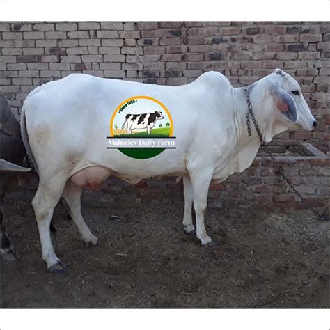 Tharparkar Breed Cow Gender: Female at Best Price in Karnal | Mahadev ...