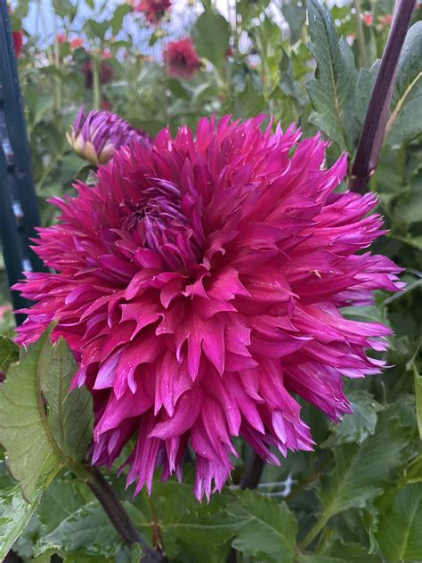 Showcase Magnifico Soaring Heart Dahlias