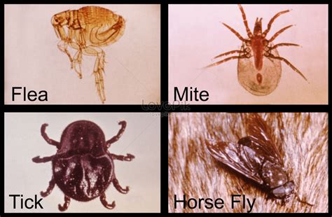 The four arthropod animal fleas mites ticks and flies is of photo image_picture free download ...