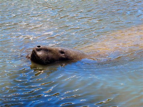 new smyrna beach vacation home rentals