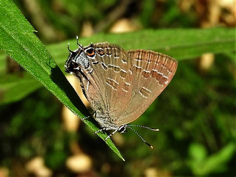 Hickory Hairstreak Satyrium Caryaevorus Bugguide Net