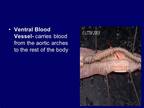 Earthworm Dissection Aortic Arches