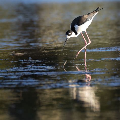 Definitive Guide To Black Necked Stilt Facts Habitat Conservation