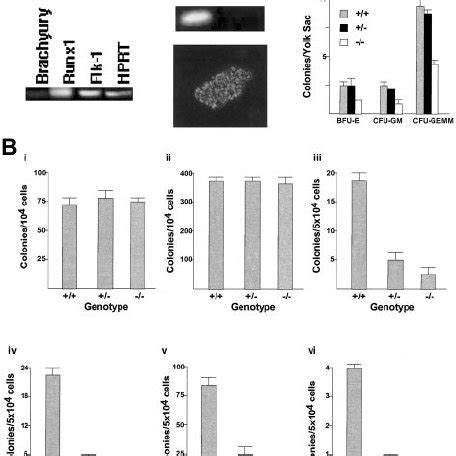 The Effect Of Hex Deletion On Embryonic Hematopoiesis A Rt Pcr And