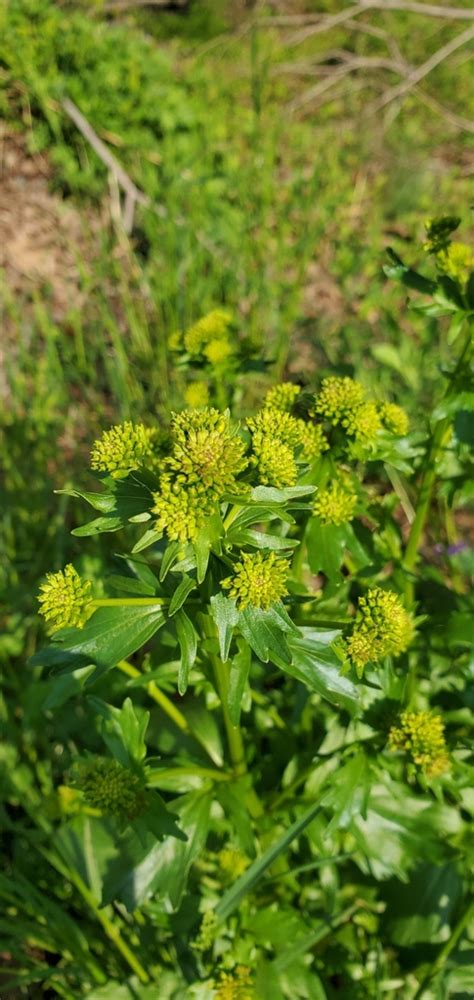 Bitter Wintercress From Monroeville NJ 08343 USA On April 15 2021 At