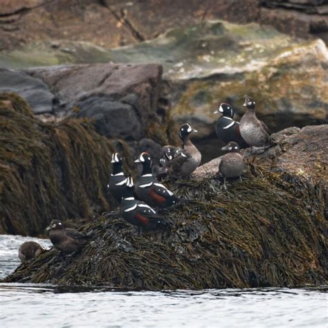 fleur et oiseau emblématiques de l'État du Maine - Observer