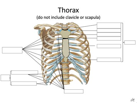 Lab 5 Thorax Diagram Quizlet