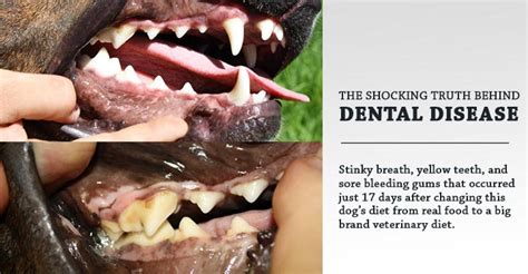 5 Bite-Sized Steps To A Healthy Canine Smile