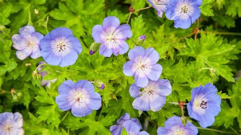 Hardy Geranium Varieties Cranesbills For Every Garden Homes Gardens