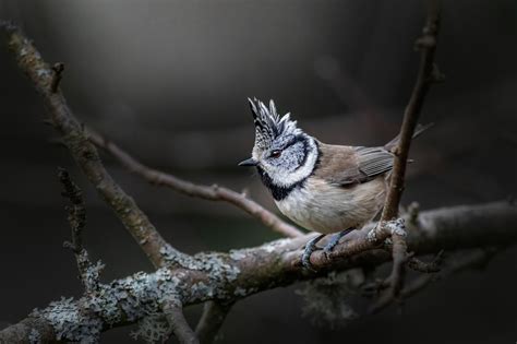 Free Tits Nature Images Pixabay