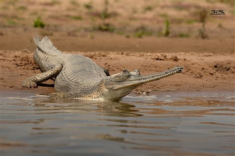 National Chambal Wildlife Sanctuary | RajRAS - Rajasthan RAS