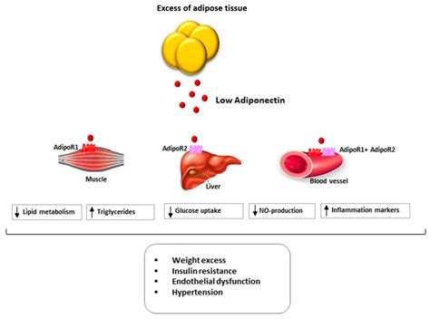 IJMS Free Full Text Adiponectin And Cardiovascular Risk From