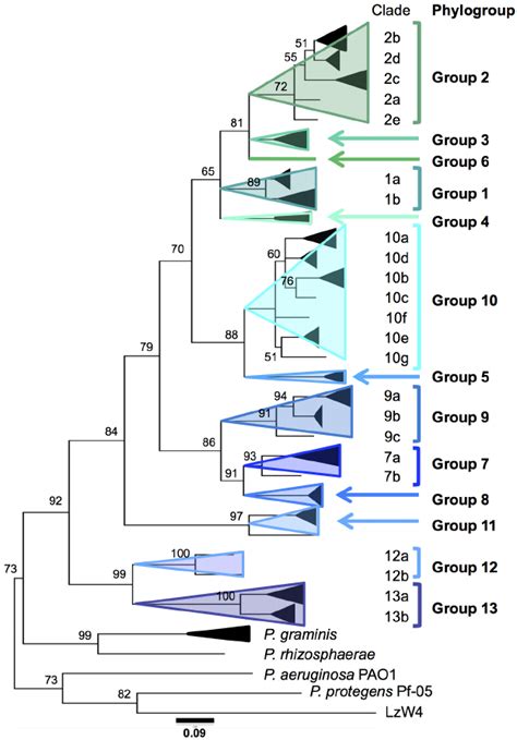 Bayesian tree constructed on the concatenated sequences cts , gyrB ...