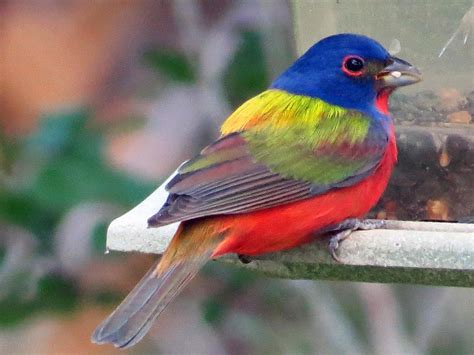 Painted Bunting North Florida Friends