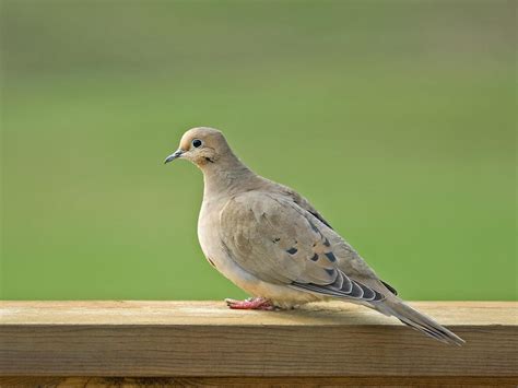 Female Mourning Doves All You Need To Know Birdfact