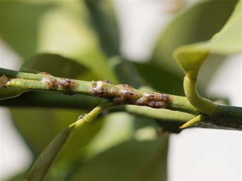 Citrus Scale Pests Information On Citrus Scale Control